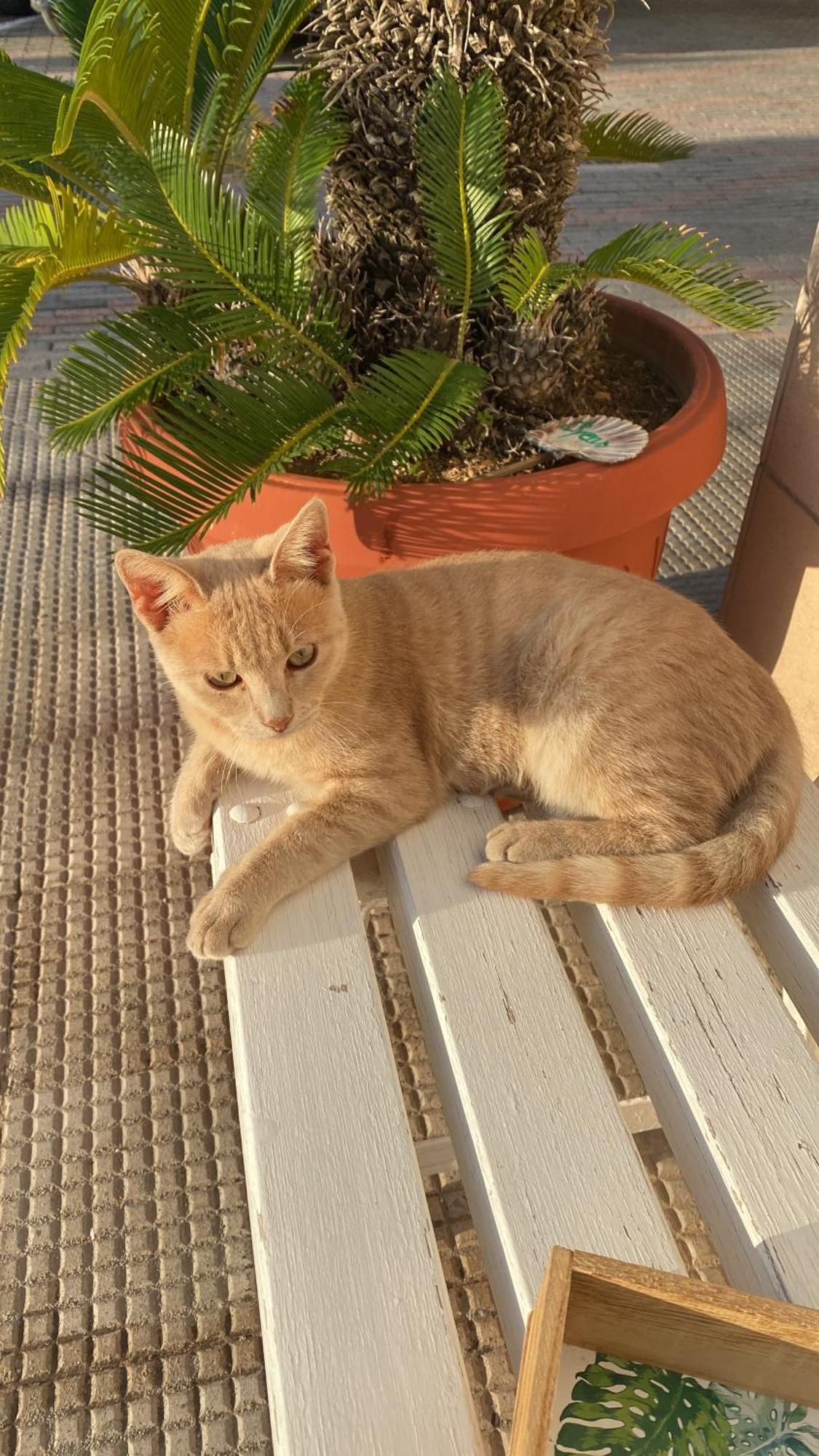 Il Giardino Stellato *