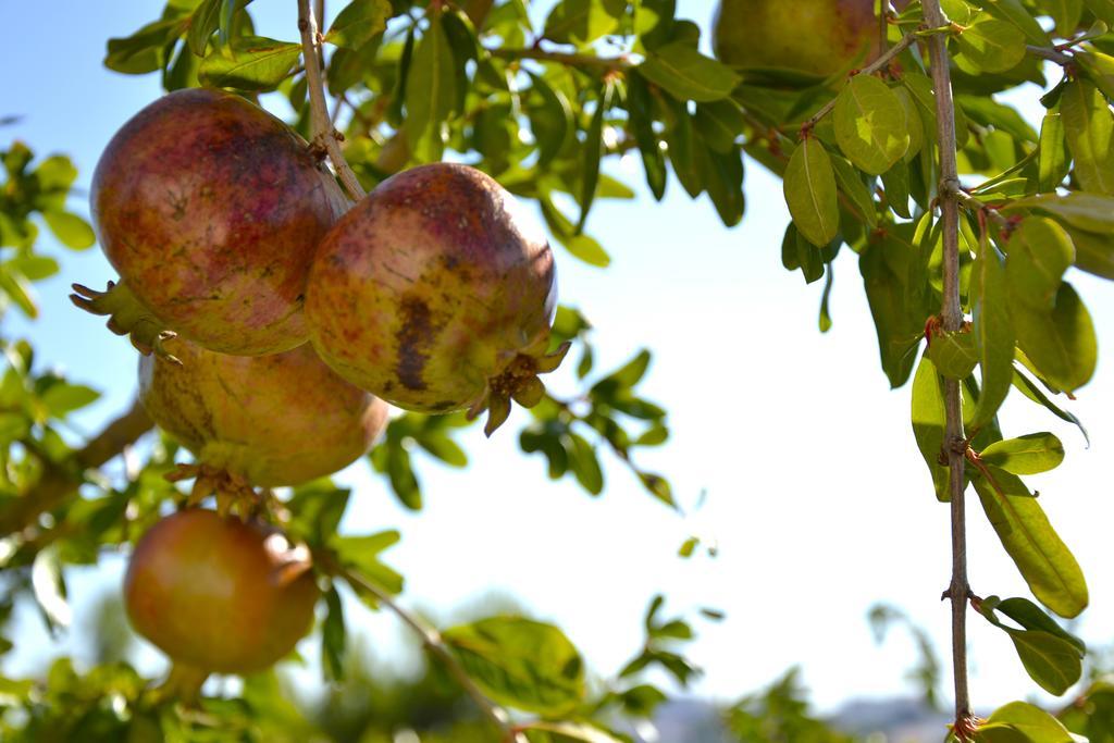 Bed & Breakfast Il Giardino Stellato Vieste